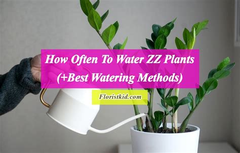 zz plant moisture meter care|how often to water zz plants.